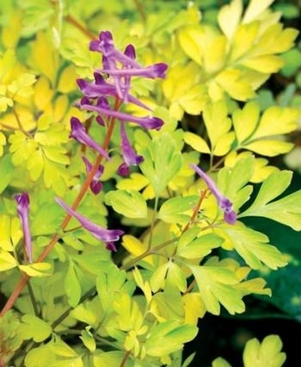 Image of Corydalis anthriscifolia 'Berry Exciting' PP 18,917|Terra Nova Nurseries, OR|Terra Nova Nurseries