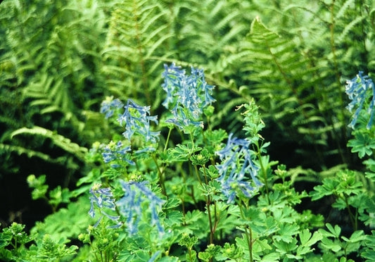 Image of Corydalis elata|Juniper Level Botanic Gdn, NC|JLBG