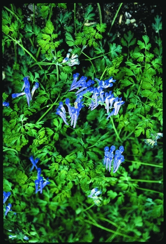 Image of Corydalis linstowiana|Juniper Level Botanic Gdn, NC|JLBG