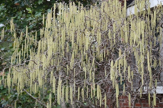 Image of Corylus avellana 'Contorta'||