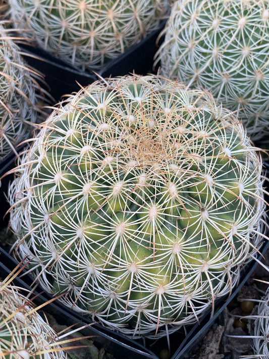 Image of Coryphantha recurvata |Juniper Level Botanic Gdn, NC|C. Hardison