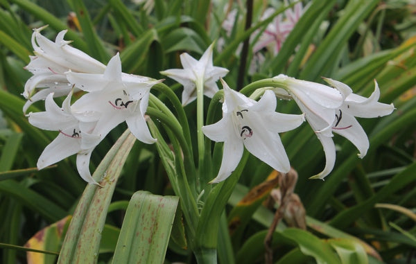 african queen lily flower Crinum African Queen