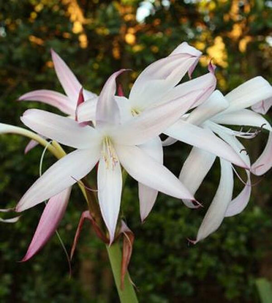 Image of Crinum 'Alamo Village'|Juniper Level Botanic Gdn, NC|JLBG