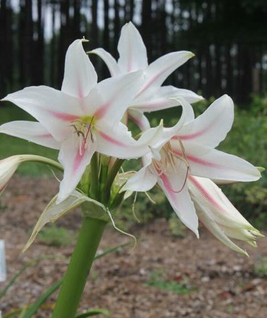 Image of Crinum 'Bambino'|Juniper Level Botanic Gdn, NC|JLBG