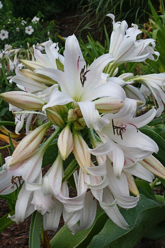 Image of Crinum 'Big Baby Boy'|Juniper Level Botanic Gdn, NC|