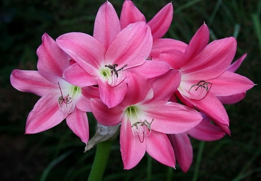 Image of Crinum 'Bradley'||