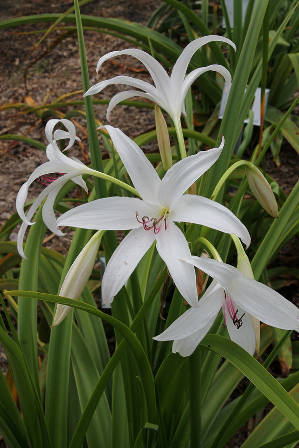 star lilies white Learn about Crinum 'Brighter Star' | Brighter Star Crinum Lily