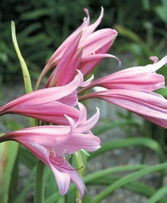 Image of Crinum 'Claude Davis'|Juniper Level Botanic Gdn, NC|JLBG