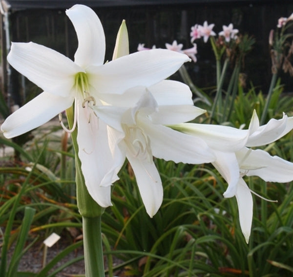 white crinum lily plant Crinum Diane Welch