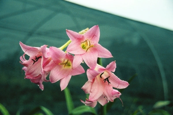 emma lily flower Crinum Emma Jones