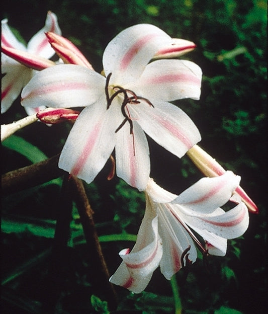 Image of Crinum 'Empress of India'|S. Ogden Gdn, TX|S. Ogden