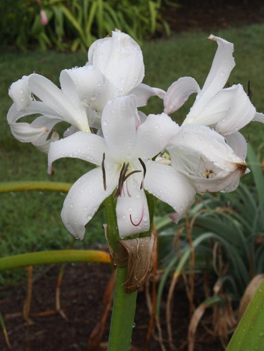 Image of Crinum 'Fragrant Lady'|Juniper Level Botanic Gdn, NC|JLBG