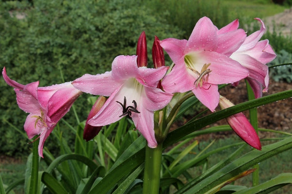 Image of Crinum 'Glory'|Juniper Level Botanic Gdn, NC|