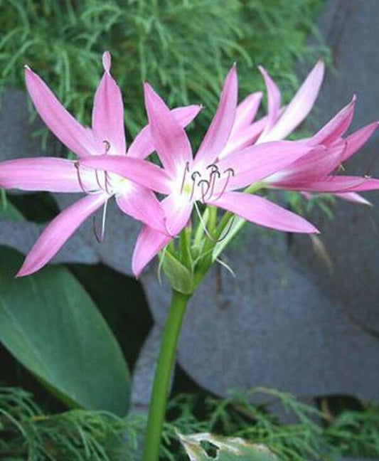 Image of Crinum 'Hannibal's Dwarf'|Juniper Level Botanic Gdn, NC|JLBG
