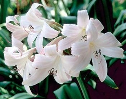 Image of Crinum 'Jubilee'|S. Lowe Gdn, TX|S. Ogden