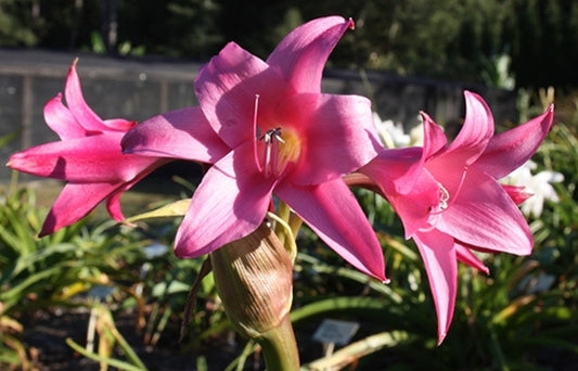 Image of Crinum 'Lolita'||