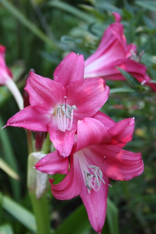 pink crinum spider lily Crinum Lorraine Clark