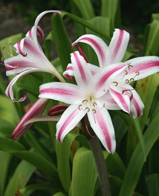 Image of Crinum 'Marisco'|Juniper Level Botanic Gdn, NC|JLBG