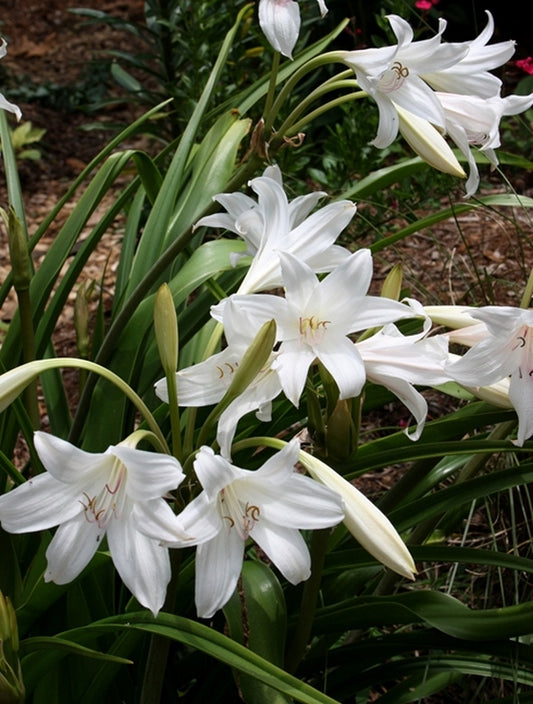 Image of Crinum 'Ollene'||