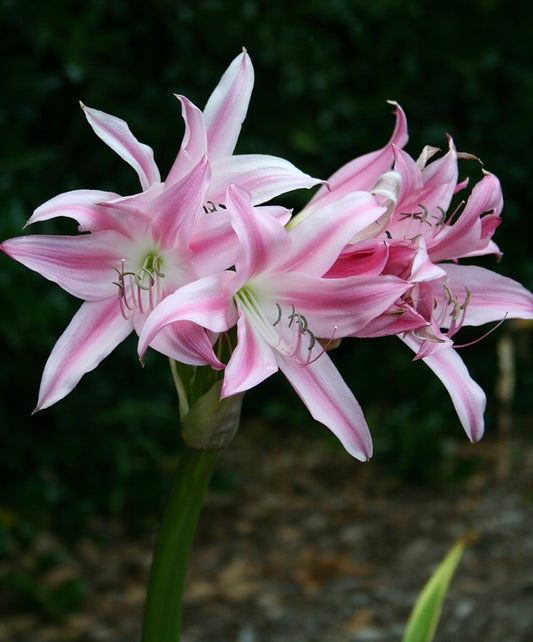 Image of Crinum 'Parfait'||