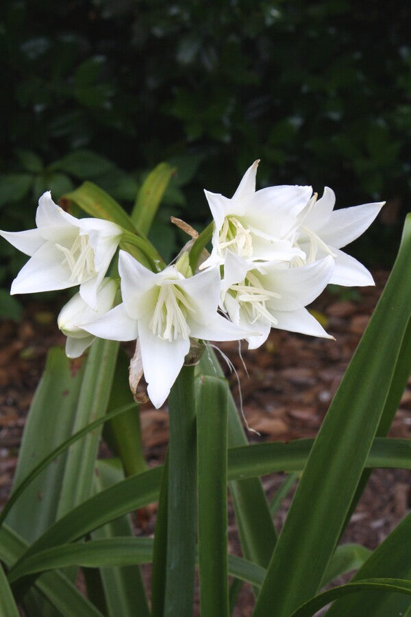 Image of Crinum 'Princess Elizabeth'