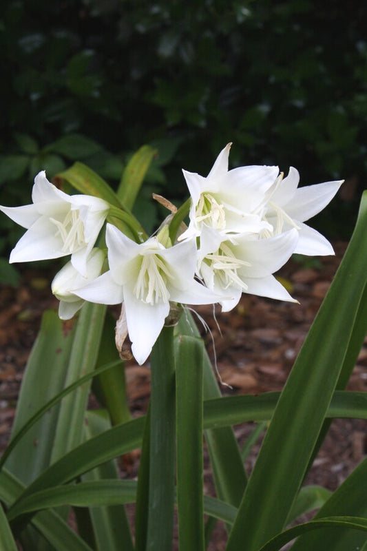 Image of Crinum 'Princess Elizabeth'