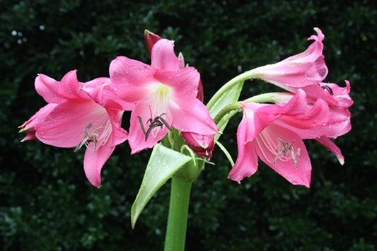 Image of Crinum 'Rose Parade'|Juniper Level Botanic Gdn, NC|JLBG