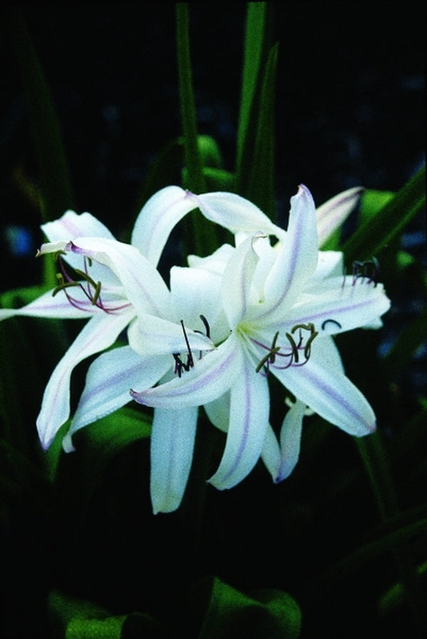 Image of Crinum 'Royal White'taken at Juniper Level Botanic Gdn, NC by JLBG