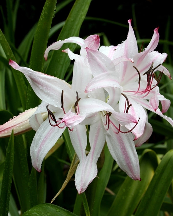 crinum lily white Crinum Royal White