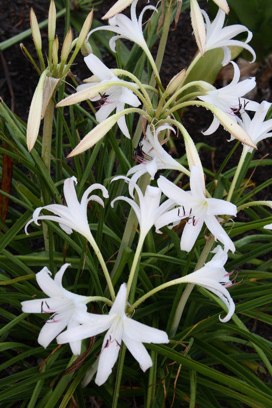 Image of Crinum 'So Sweet'|Juniper Level Botanic Gdn, NC|