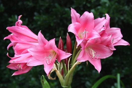 Image of Crinum 'Super Ellen'taken at Juniper Level Botanic Gdn, NC by JLBG