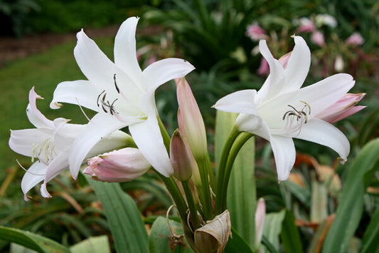Image of Crinum 'Wading Pool'||