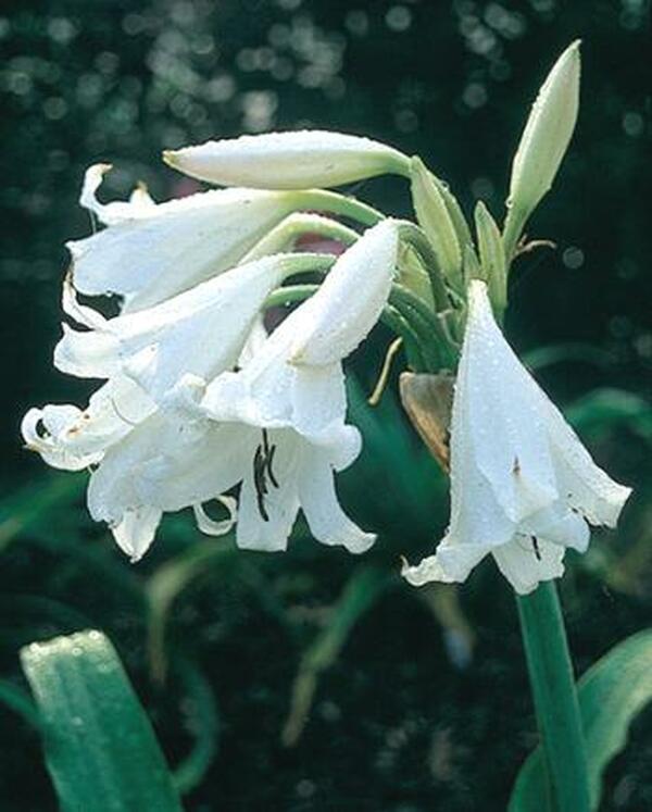 Image of Crinum 'White Prince'|Juniper Level Botanic Gdn, NC|JLBG
