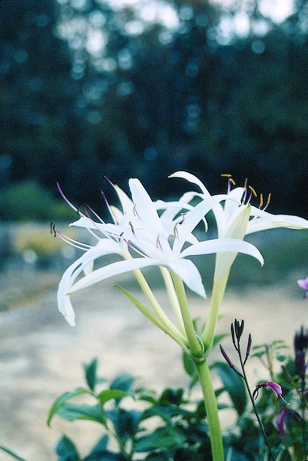 spider lily vs swamp lily Crinum americanum