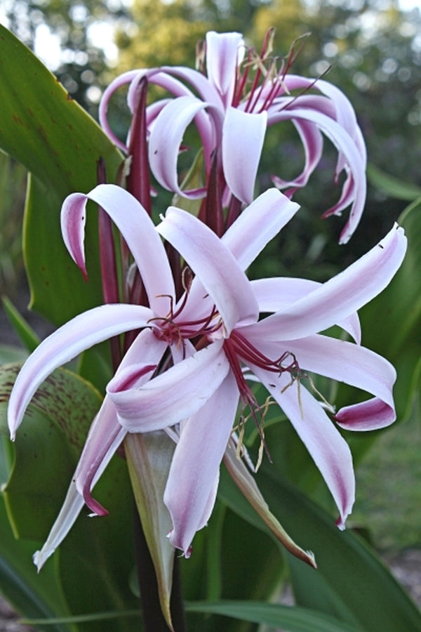 giant white crinum lily Crinum augustum