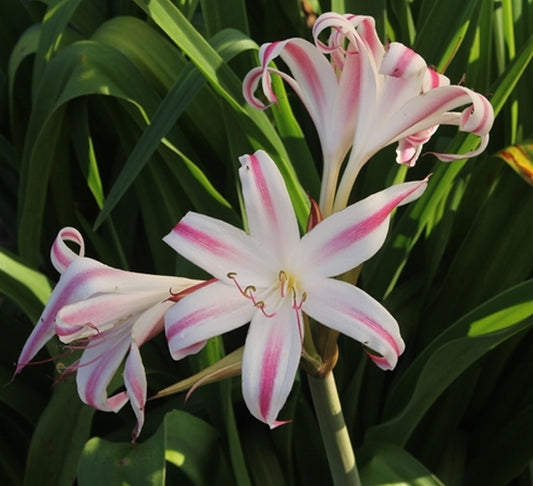 Image of Crinum x baconi 'Bayou Belle'||
