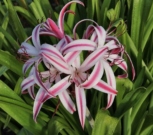 Image of Crinum x baconi 'Maurine Spinks'|Juniper Level Botanic Gdn, NC|JLBG