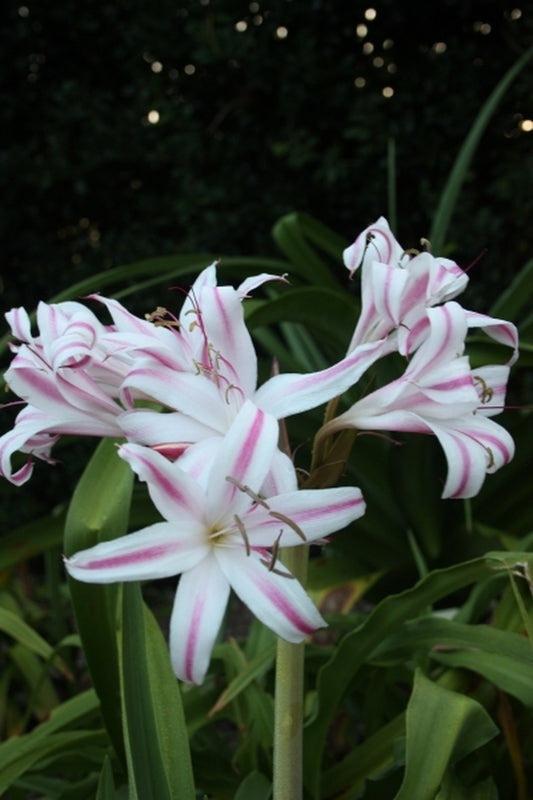 Image of Crinum x baconi 'Pass-Along Bayou Beauty'|Juniper Level Botanic Gdn, NC|JLBG