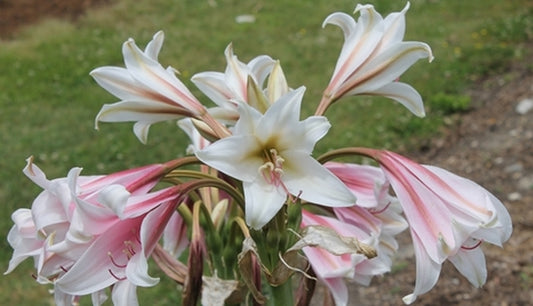 Image of Crinum bulbispermum 'Chessmaster'||