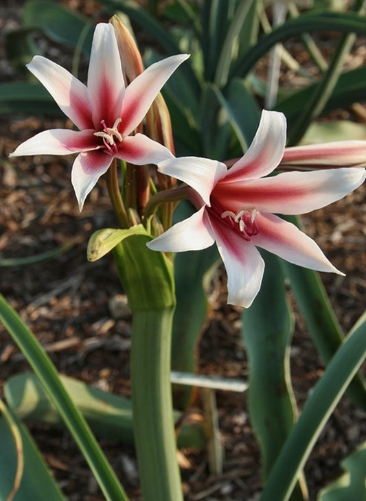 Image of Crinum bulbispermum 'Orange River Basin'|Juniper Level Botanic Gdn, NC|JLBG