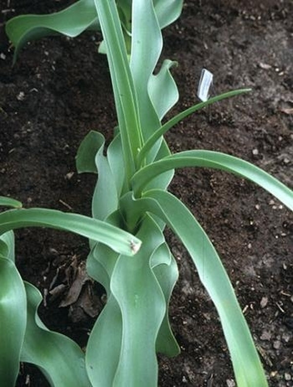 Image of Crinum buphanoides SI forms|D. Lehmiller Gdn, TX|
