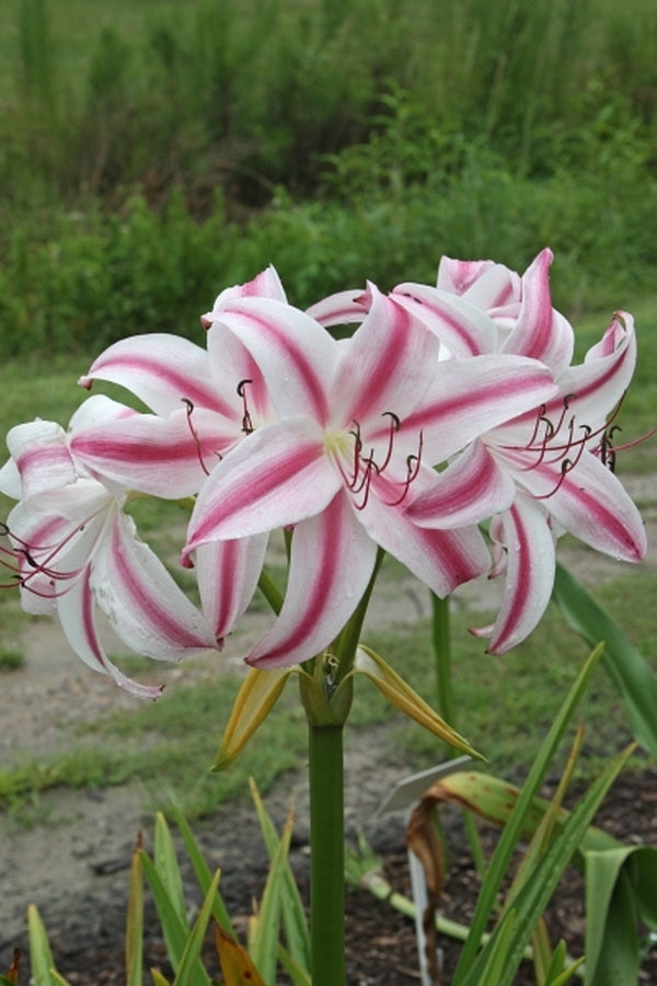 red white crinum lily Crinum digweedii Connor White