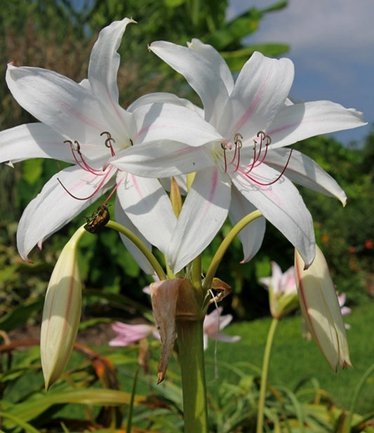 Image of Crinum x digweedii 'Gonzalez'||