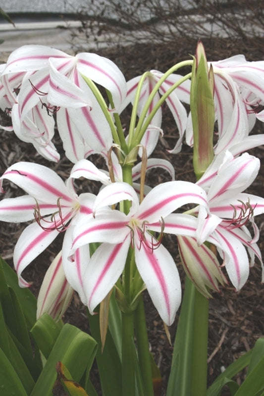 Image of Crinum x digweedii 'Mahon'|Juniper Level Botanic Gdn, NC|JLBG
