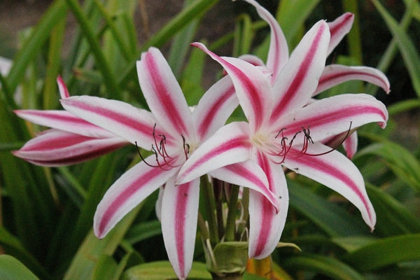 red and white crinum lily Crinum digweedii Red Flare