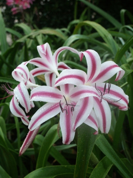 Image of Crinum x digweedii 'Stars and Stripes'|Juniper Level Botanic Gdn, NC|JLBG