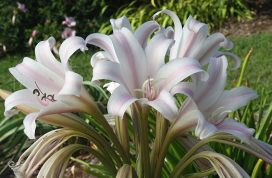 Image of Crinum x goweni 'Massey's Pride'||