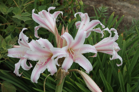 Image of Crinum x gowenii 'Bob Stover'|Juniper Level Botanic Gdn, NC|JLBG
