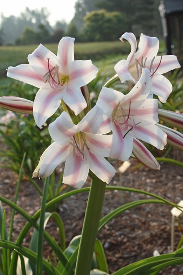 Image of Crinum x herbertii 'Cecil's Choice'|Juniper Level Botanic Gdn, NC|JLBG