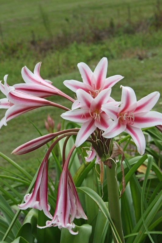 Image of Crinum x herbertii 'Pat's Herbertia'|Juniper Level Botanic Gdn, NC|JLBG